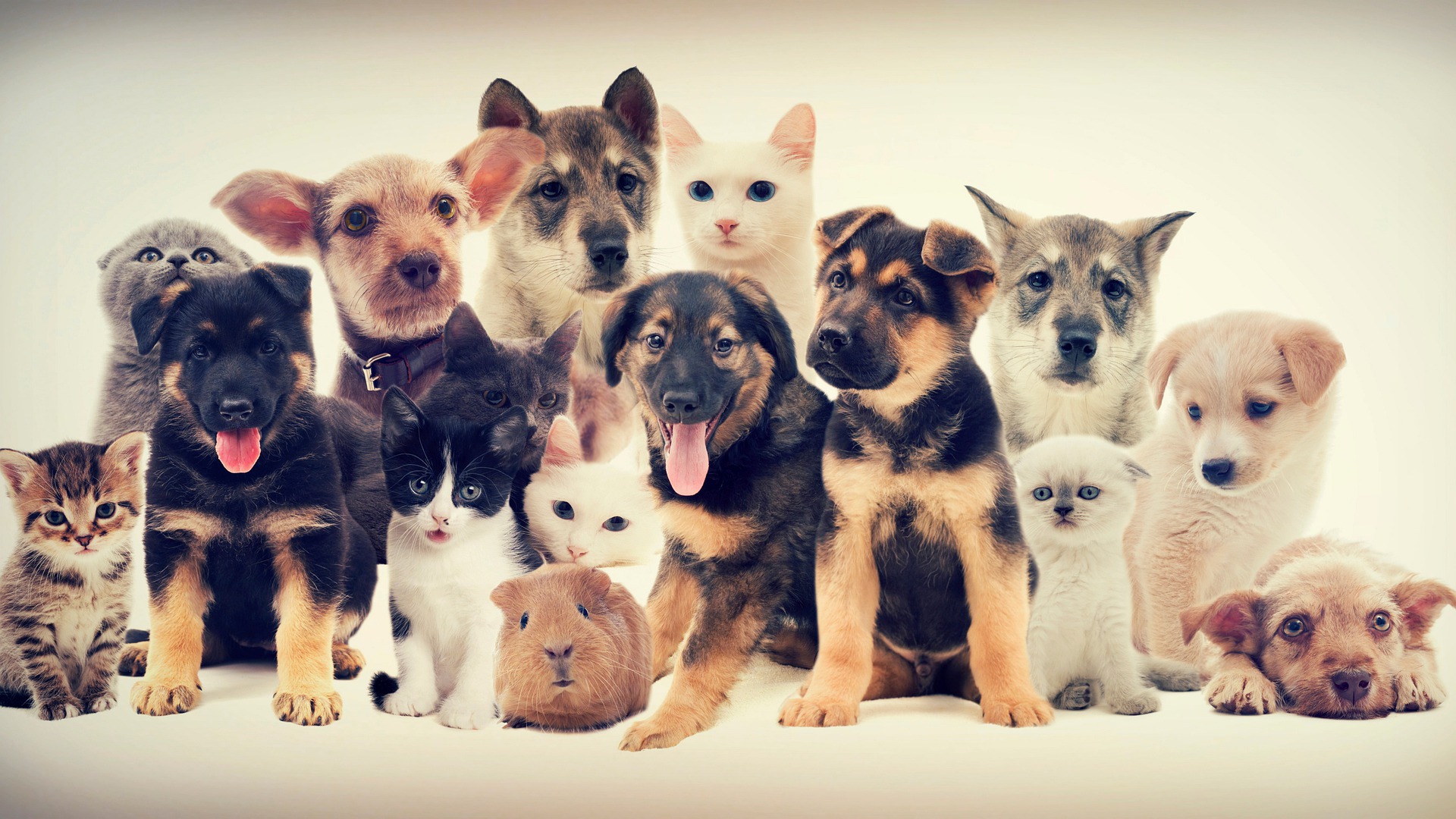 pets-g6ee312751_1920